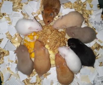 En necesidad de Sucediendo Gratificante 📢 Venta de hamster